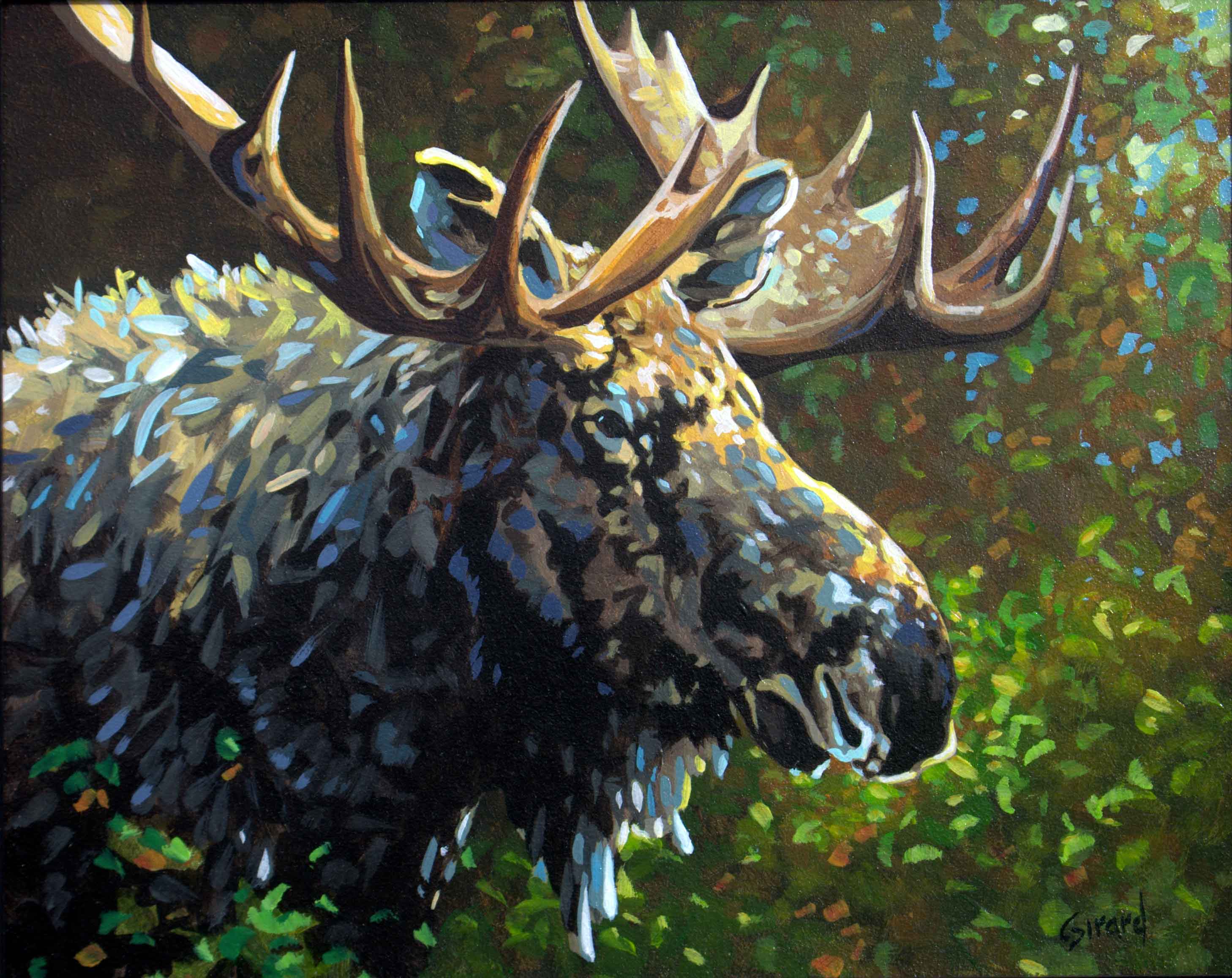 Pierre Girard - Bull Moose